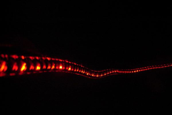 FIRELINE